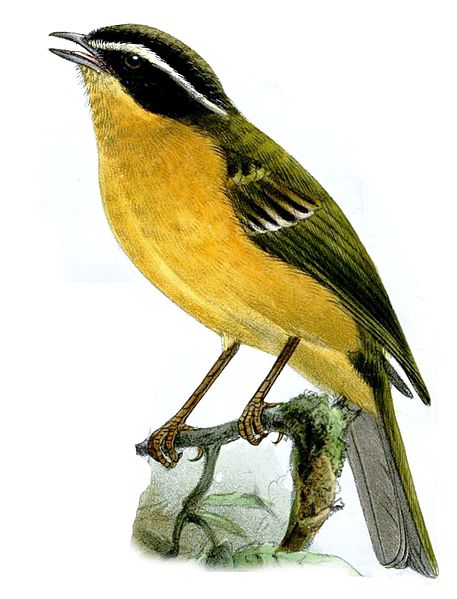 Hemispingus trifasciatus