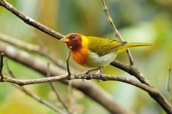 Hemithraupis ruficapilla