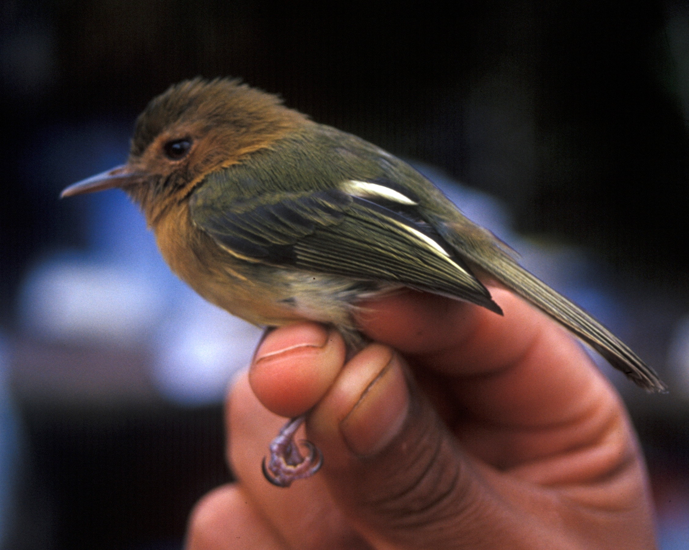 Hemitriccus cinnamomeipectus
