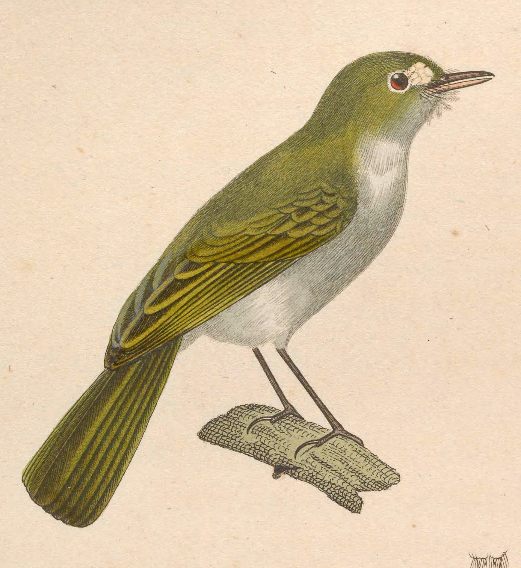 Hemitriccus diops