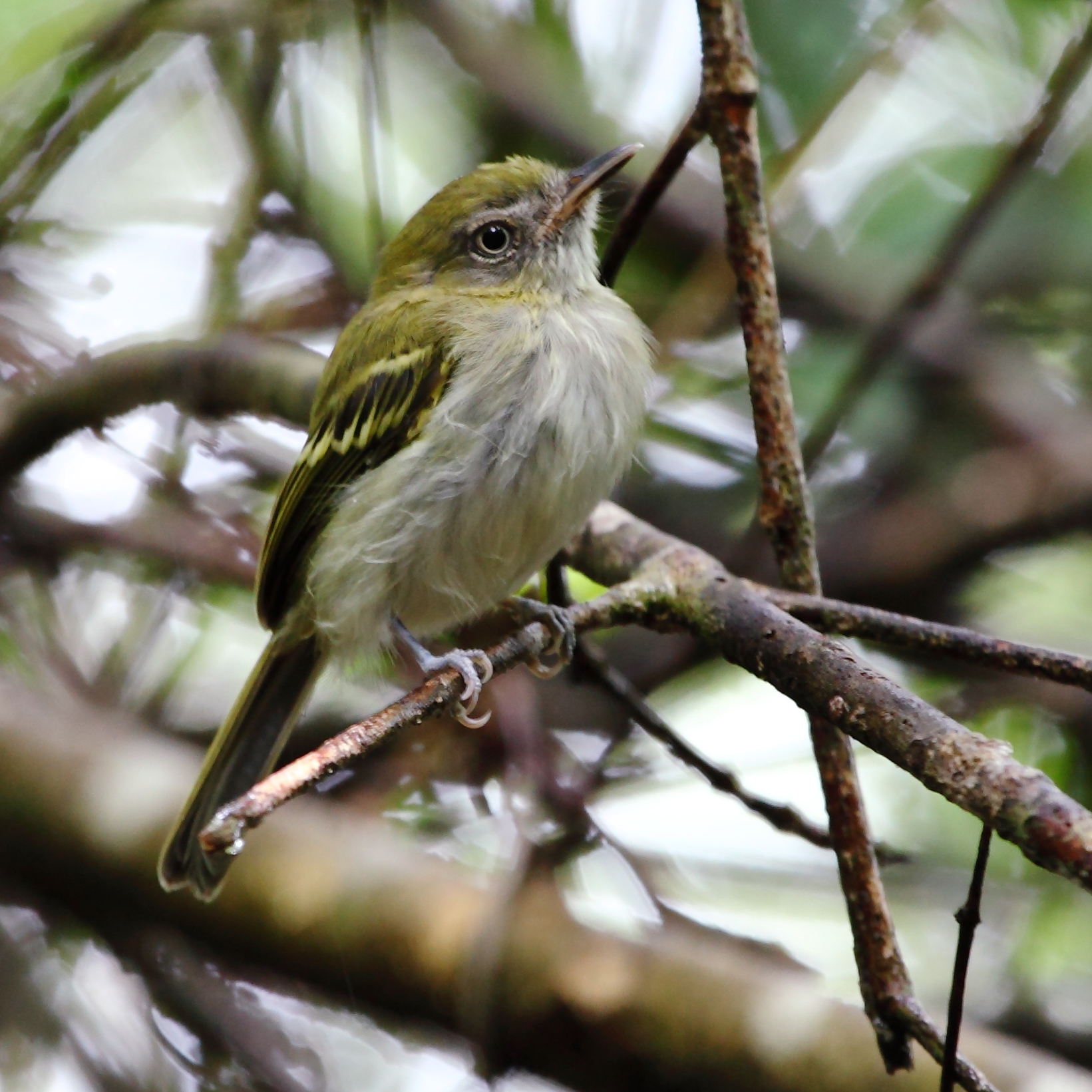 Hemitriccus griseipectus