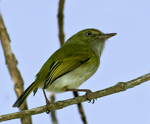 Hemitriccus nidipendulus