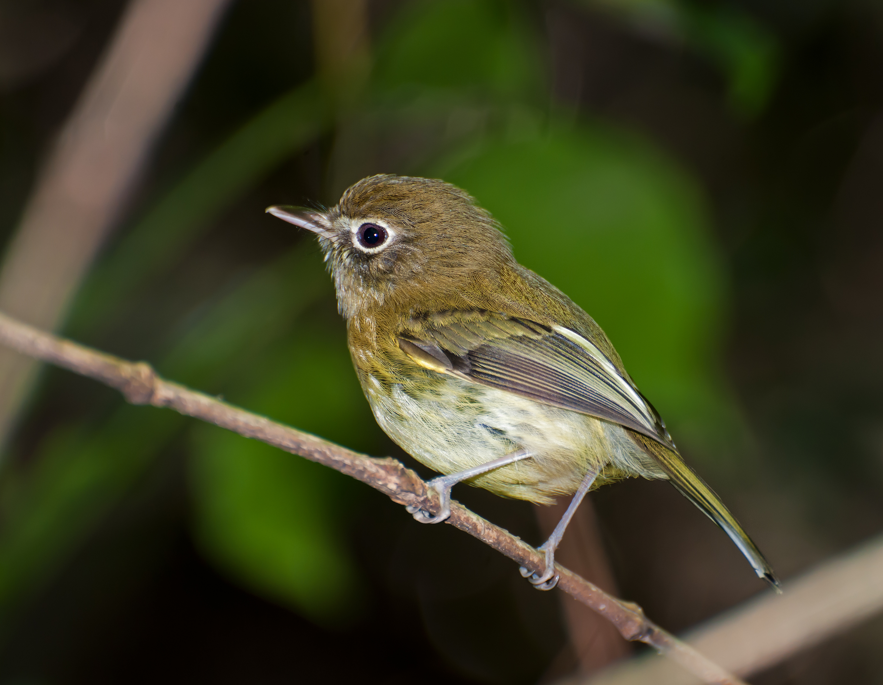 Hemitriccus orbitatus