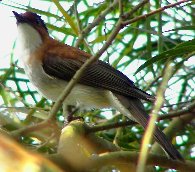 Hemixos castanonotus