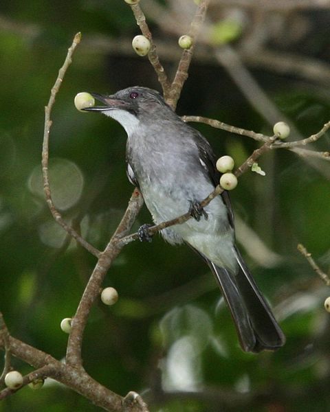 Hemixos flavala