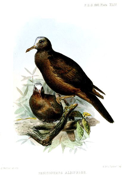 Henicophaps albifrons