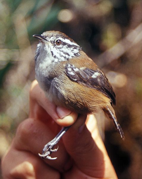 Henicorhina leucoptera