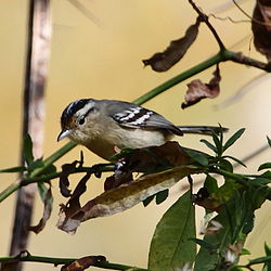 Herpsilochmus atricapillus