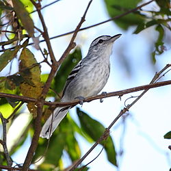 Herpsilochmus longirostris