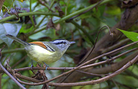 Herpsilochmus rufimarginatus