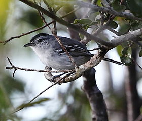 Herpsilochmus sellowi