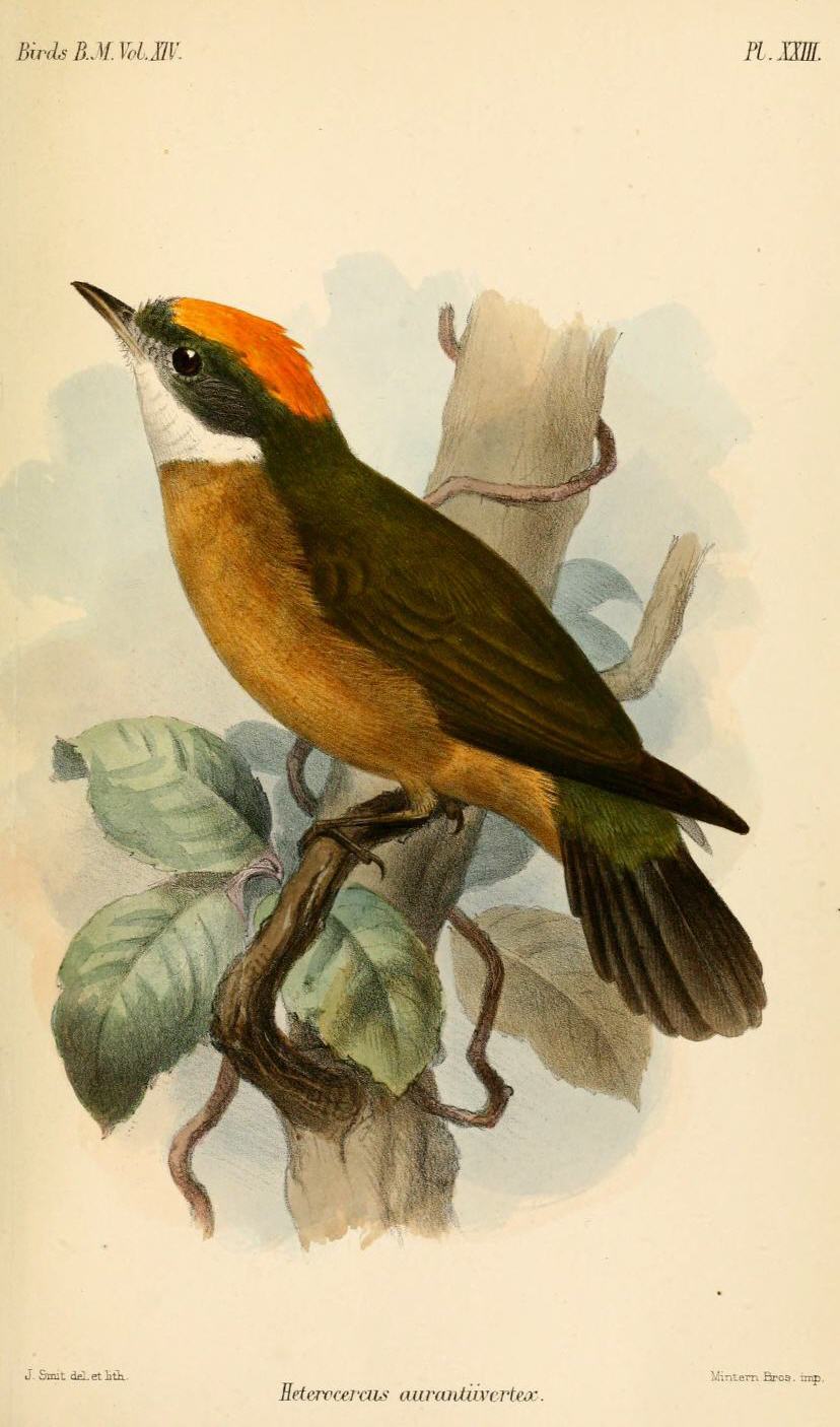 Heterocercus aurantiivertex