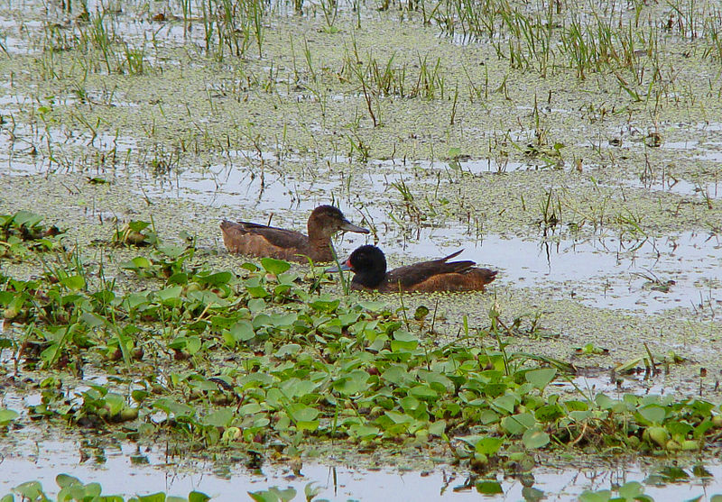 Heteronetta atricapilla