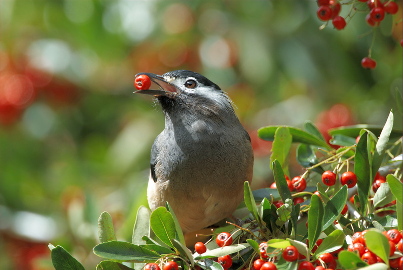 Heterophasia auricularis