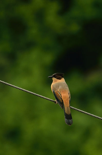 Heterophasia capistrata