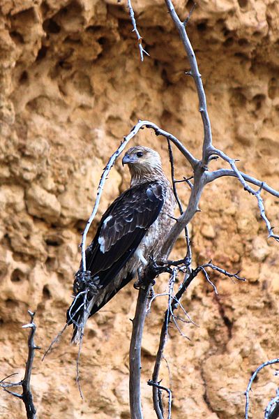 Hieraaetus morphnoides