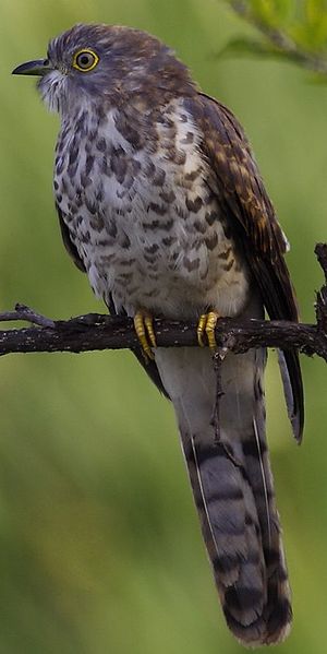 Hierococcyx varius