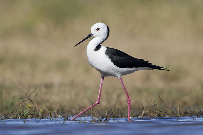 Himantopus leucocephalus