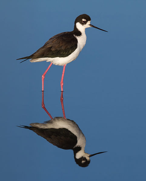 Himantopus mexicanus