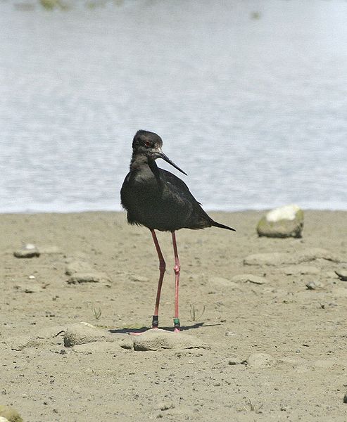 Himantopus novaezelandiae
