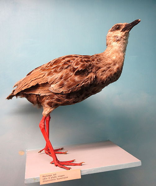 Himantornis haematopus
