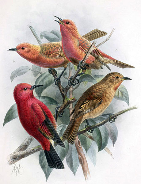 Himatione sanguinea
