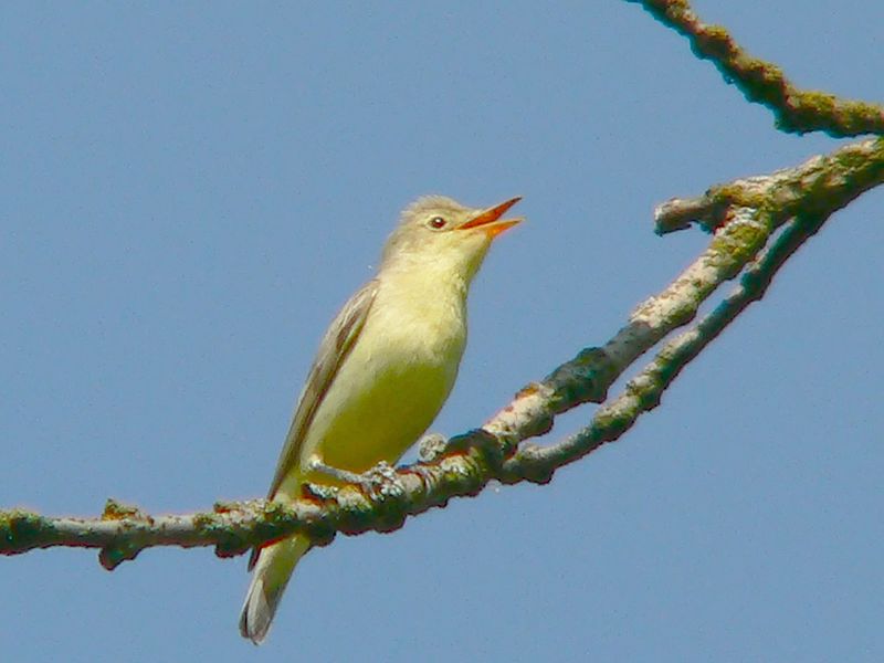 Hippolais icterina