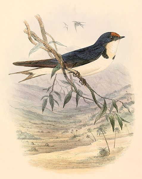 Hirundo aethiopica