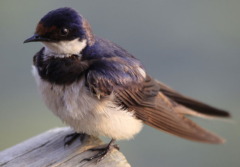 Hirundo albigularis