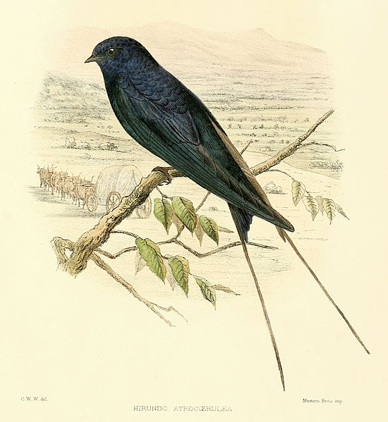 Hirundo atrocaerulea