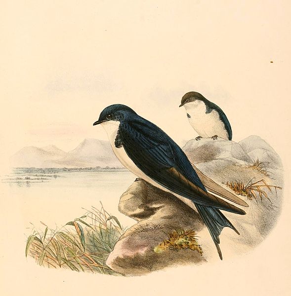 Hirundo dimidiata