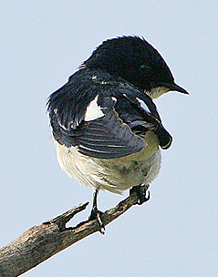 Hirundo leucosoma