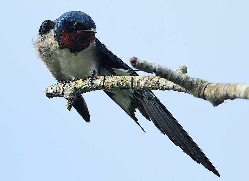 Hirundo lucida