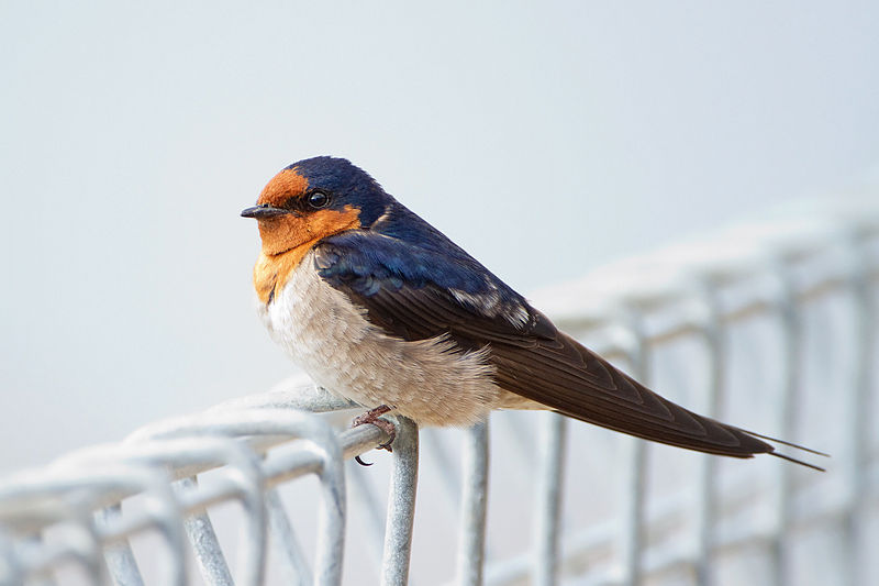 Hirundo neoxena