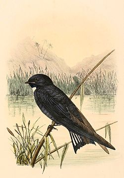 Hirundo nigrita