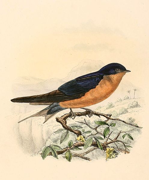 Hirundo nigrorufa