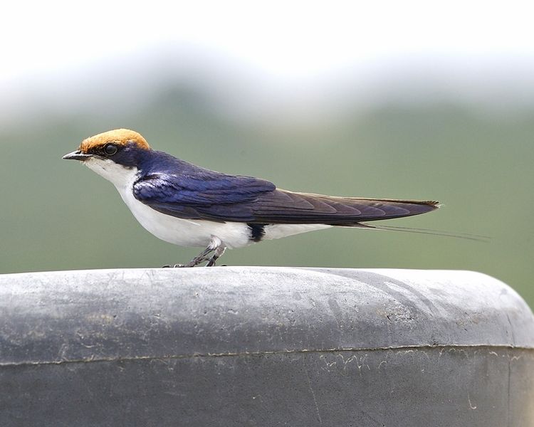 Hirundo smithii