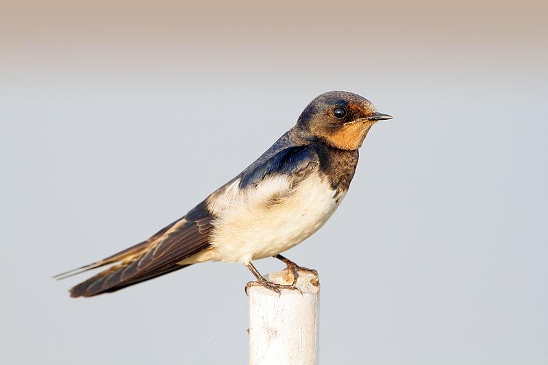 Hirundo tahitica