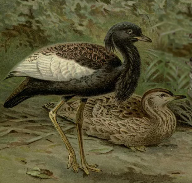 Houbaropsis bengalensis