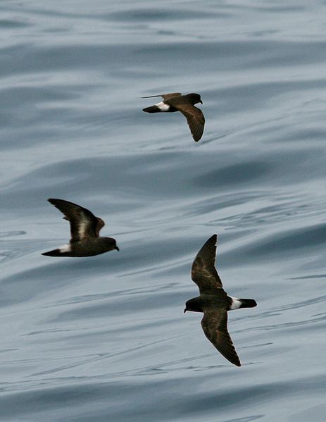 Hydrobates pelagicus