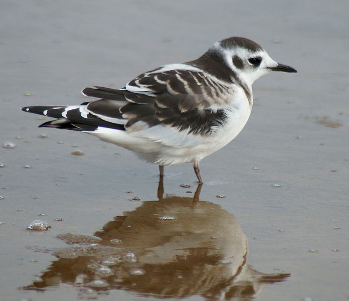 Hydrocoloeus minutus