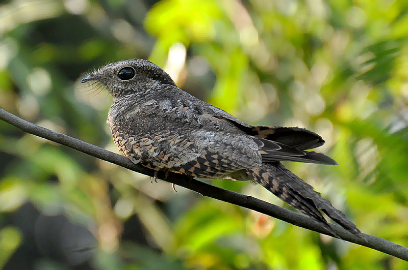 Hydropsalis climacocerca
