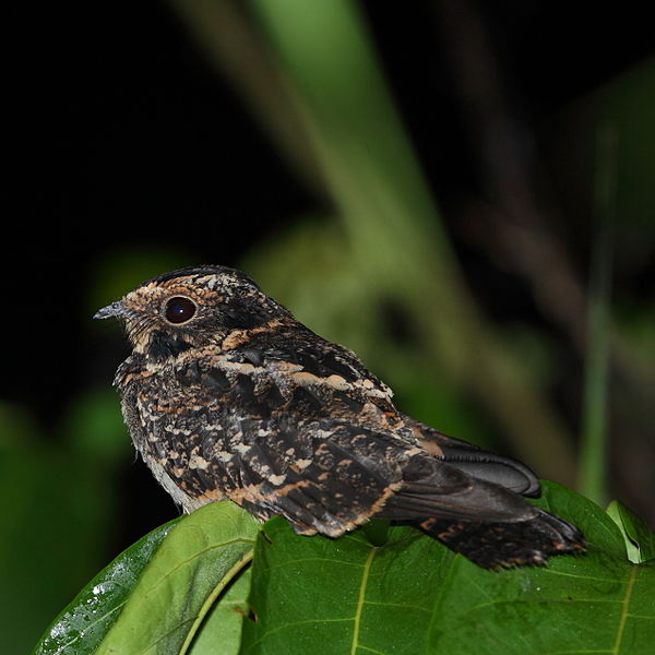 Hydropsalis maculicaudus