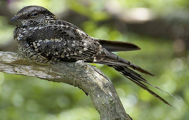 Hydropsalis torquata