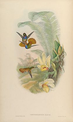 Hylocharis eliciae