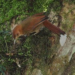 Hylocryptus rectirostris