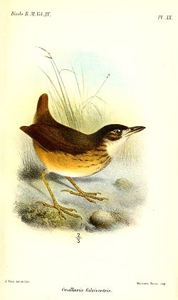 Hylopezus fulviventris