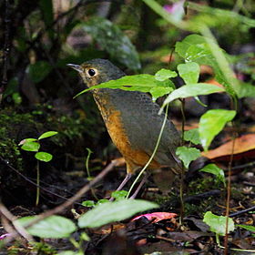 Hylopezus nattereri