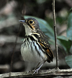 Hylopezus perspicillatus