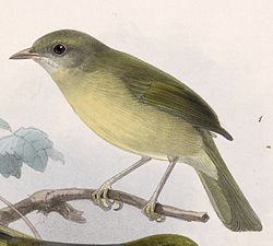 Hylophilus flavipes